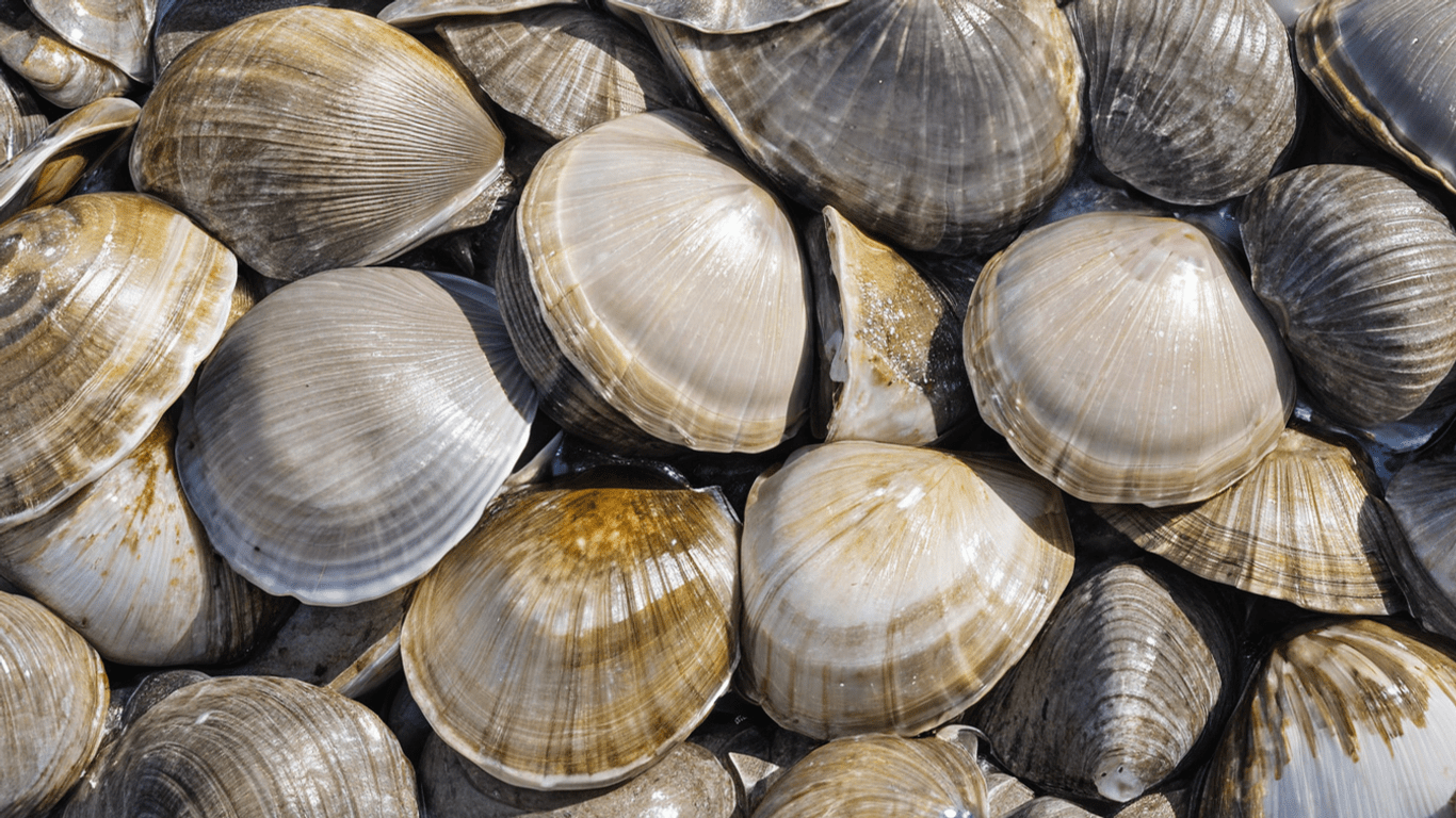 Ocean Quahog